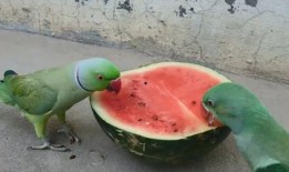 鹦鹉吃瓜视频全集,趣味视频全集精彩回顾