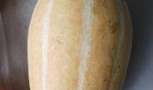 什么瓜适合炒菜吃,揭秘适合炒菜吃的瓜类选择