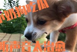 狗吃小瓜,小瓜成新宠