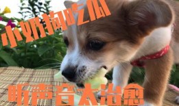 狗吃小瓜,小瓜成新宠