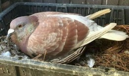 大瓜吃鸽子,揭秘吃鸽子的神秘传说