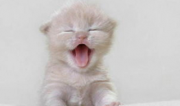 猫咪吃瓜视频配音,萌宠版“瓜界风云”