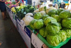 大妈玉米地吃瓜,意外发现隐藏的田园乐趣