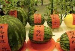 云蓝吃瓜,揭秘娱乐圈幕后故事