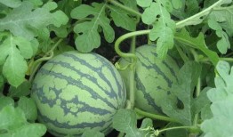 吃瓜制作人,从瓜田到餐桌的味蕾之旅