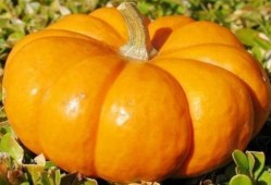 喜欢吃方瓜,探寻方瓜的独特风味