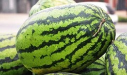 江西制造吃瓜,瓜果飘香，甜蜜事业蓬勃发展