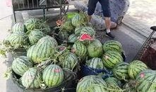 酉阳吃瓜事件,揭秘网络谣言背后的真相