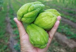 瓜哥带你吃瓜夏天,瓜哥带你畅游夏日瓜果盛宴