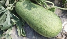 虹口崩瓜怎么吃